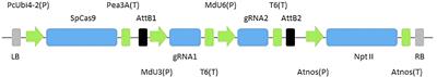 Efficient Targeted Mutagenesis in Apple and First Time Edition of Pear Using the CRISPR-Cas9 System